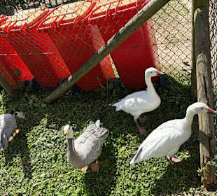 Irrland Bauernhof-Erlebnisoase