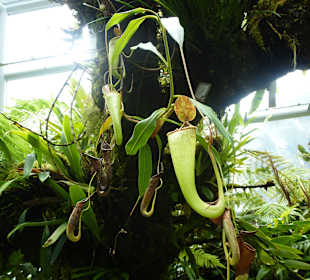 Im Garten der Orchideen