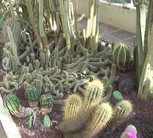 Real Jardín Botánico