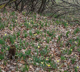 Wenigstens einige Narzissen haben wir gesehen