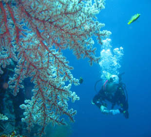 Amed Scuba Dive Center in Menjangan