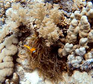 Anemone mit Clownfischen