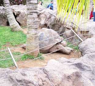Riesenschildkröte Toni