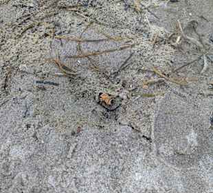 Strand in Zingst mit Seegras