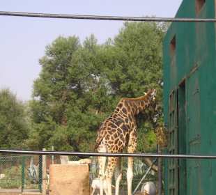 Girafa