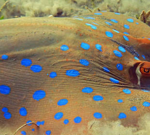 Schnorcheln am Hausriff