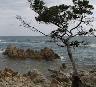 Wilder schöner Kiesel-Strand