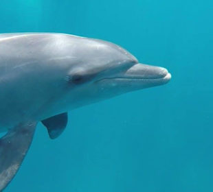 Delphintour mit Mogli Delphine und Freunde 