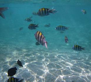 Schnorcheln Marsa Alam