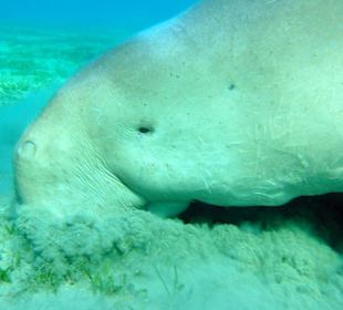 Unter Wasser bei Abu Dabab