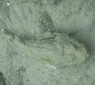 Steinfisch in Ufernähe