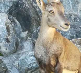 Steinbock