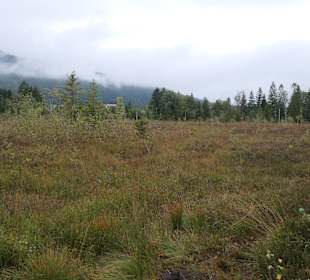 Bei der Moor-Wanderung (Inzeller Filzen)