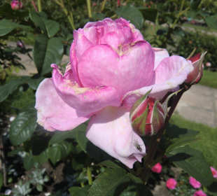 Ostdeutscher Rosengarten