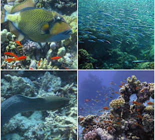 Herrlich Unterwasser