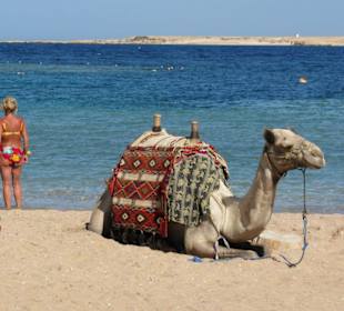 Blick zum Meer mit "Hauskamel"