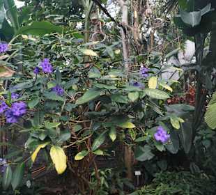 Anlage Planten un Blomen