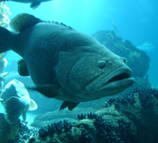 Ocenario de Lisboa auf dem Expo-Gelände
