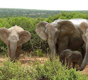 Elefanten am Wasserloch