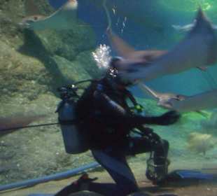 Fütterung der Rochen