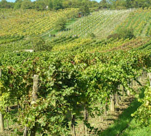 Weinfeld in Neustift am Walde