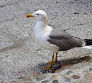 Streifzug durch die Altstadt von Alghero