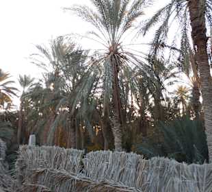 Palmenoase / Datteln in Tunesien