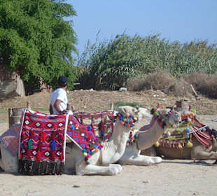 Kamele