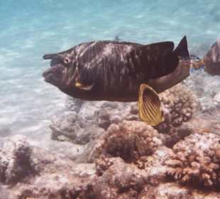 Kurznasendoktorfisch