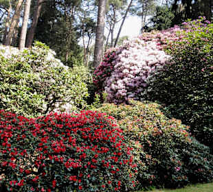 Spaziergang durch den Rhododendronpark Westerstede