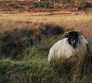 Park Narodowy Killarney