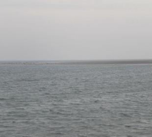 Seehundbank Tegeler Plate