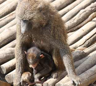 ZOOM Erlebniswelt Gelsenkirchen
