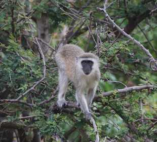 Tsavo West Nationalpark