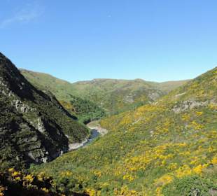 Mitder Taileri Railway durch die Natur Neuseelands