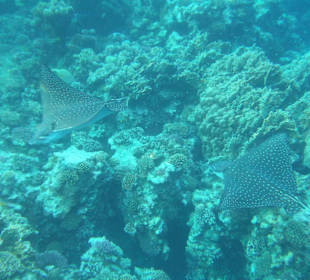 Beim Schnorcheln  - 2 Adlerrochen