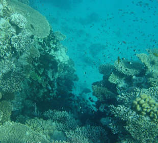 Schnorcheln im Roten Meer