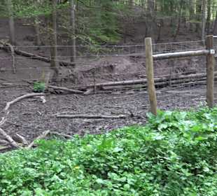 Wildgehege im Rammert