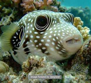 Whitespotted Puffer