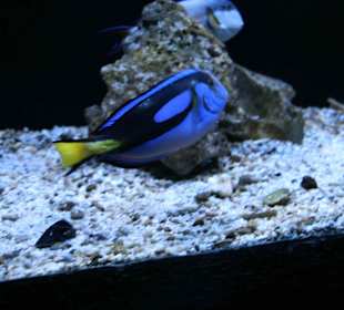 Meeresaquarium Zella Mehlis