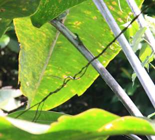 Martinique - Regenwaldwanderung