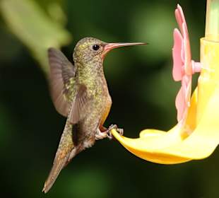 Jardin de los Picaflores