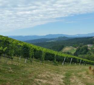 Durch die Weingärten steil hinunter