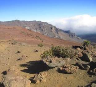 Spärlicher Pflanzenwuchs in der Bergwüste