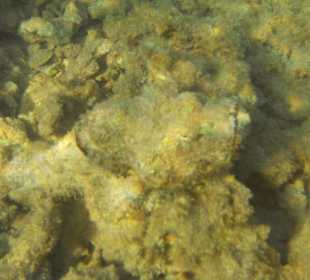 Steinfisch am Hausriff des Hotel Iberotel Makadi Beach