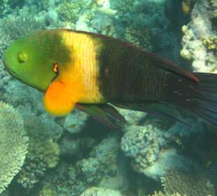 Papageifisch