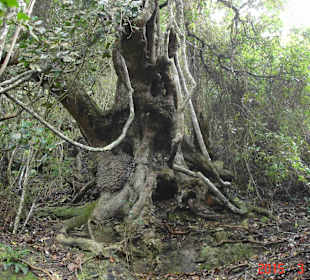 Tsitsikamma National Park