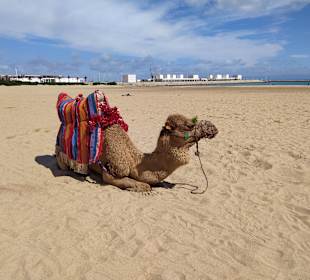 Kamel am Strand