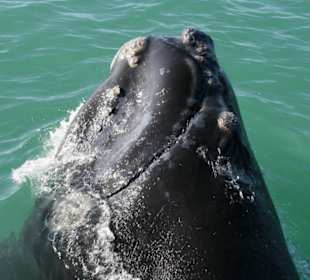 Gansbaai, whale watching