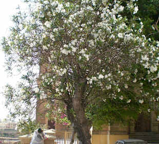 Ein schöner Orleander